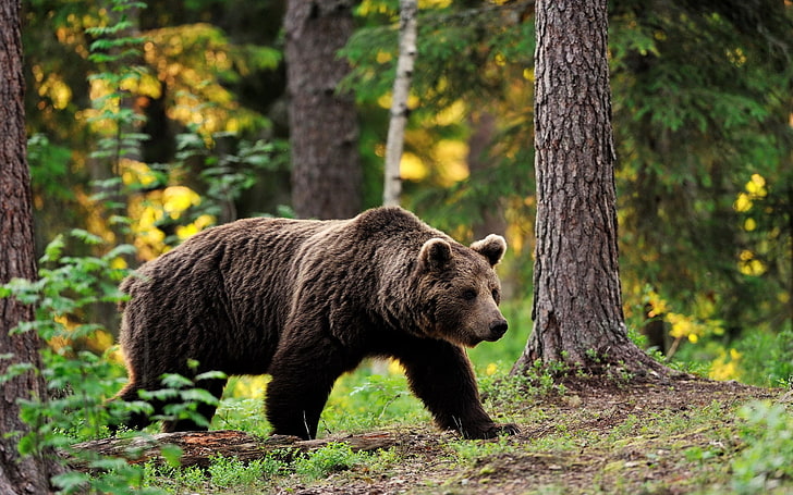 grizzly bear, forest, animals, trees, foliage, blur, walk, tread, HD wallpaper