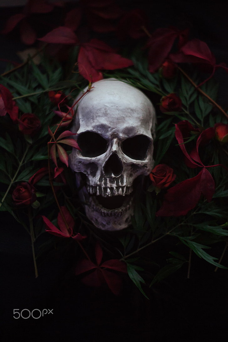 skull, plants, 500px, Artem Phoenix, flowers, HD wallpaper