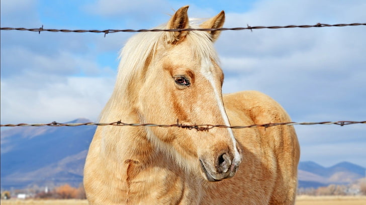 brown and white horse behind barbed wire, animals, mammal, animal themes