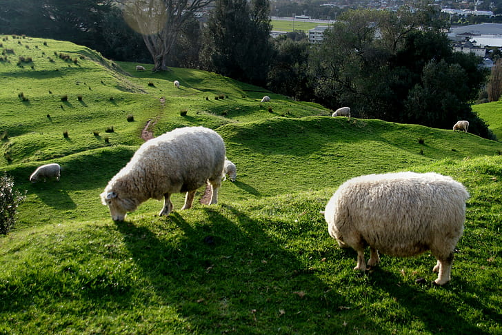 white sheeps on grass covered hill, grazing, wool, farming, Mount Eden, HD wallpaper