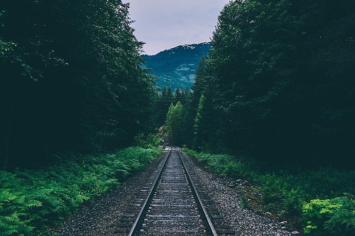 gray and black railroad, nature, forest, landscape, railway, track