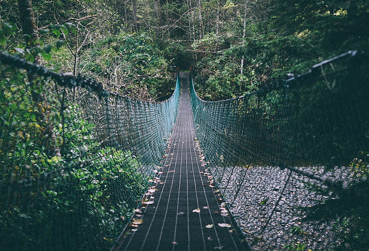 suspension bridge, rope, trees, forest, HD wallpaper
