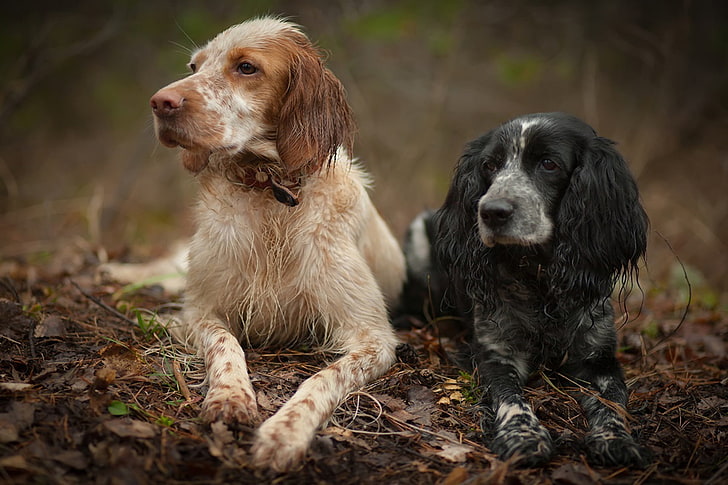 two long-coated white and tan dogs, forest, pair, Spaniel, the English setter