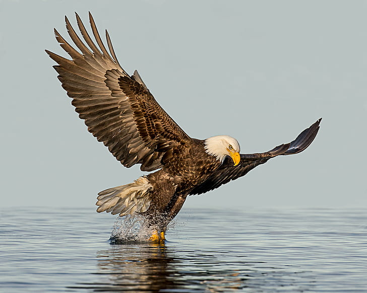American Eagle reaching water, Moment of Truth, Bald eagle, fishing