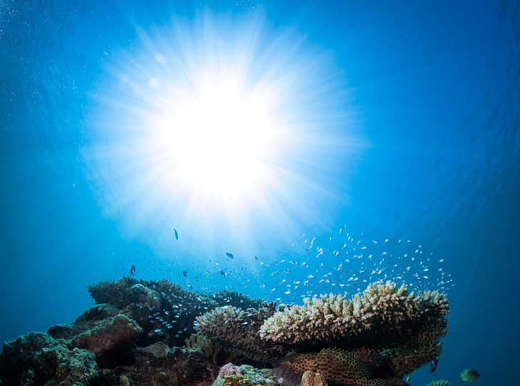 HD wallpaper: Pacific Ocean Underwater Animals, beige sea anemones, Travel  | Wallpaper Flare
