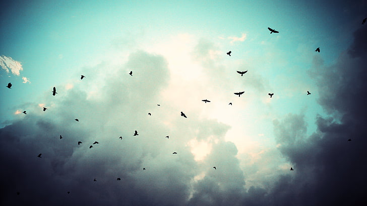 black birds, sky, clouds, animals, sunlight, nature, cyan, flying