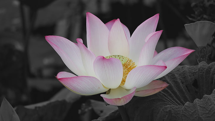 flower, pink, lotus, plant, sacred lotus, photography, aquatic plant, HD wallpaper