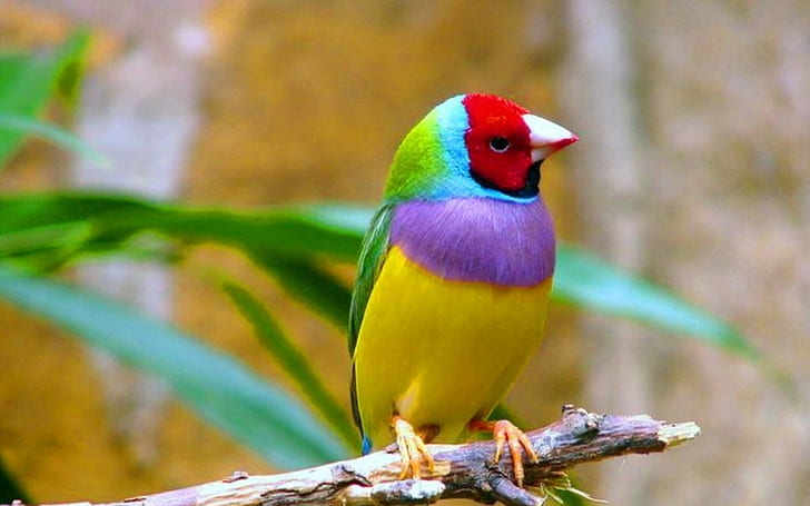 Birds, Gouldian Finch
