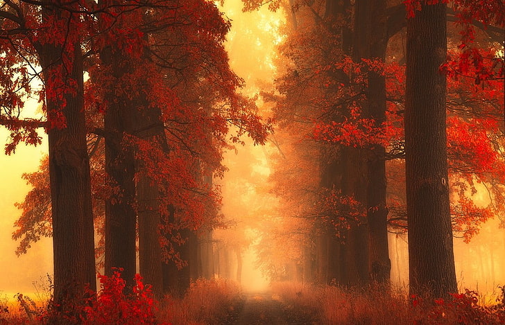 red leafed trees, pathway between trees, mist, fall, grass, shrubs, HD wallpaper