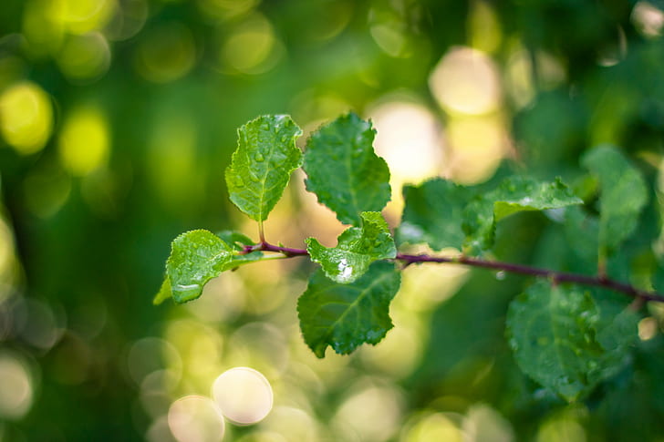 close-up photo of green ovate leaf, Wet, Helios, f/1.8, M42, bokeh