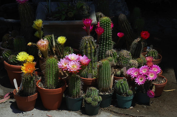 green cacti, flowers, bloom, pots, prickles, much, plant, nature, HD wallpaper