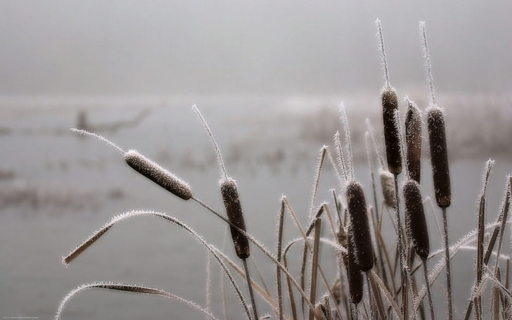cattail grass, canes, hoarfrost, frosts, november, nature, plant, HD wallpaper