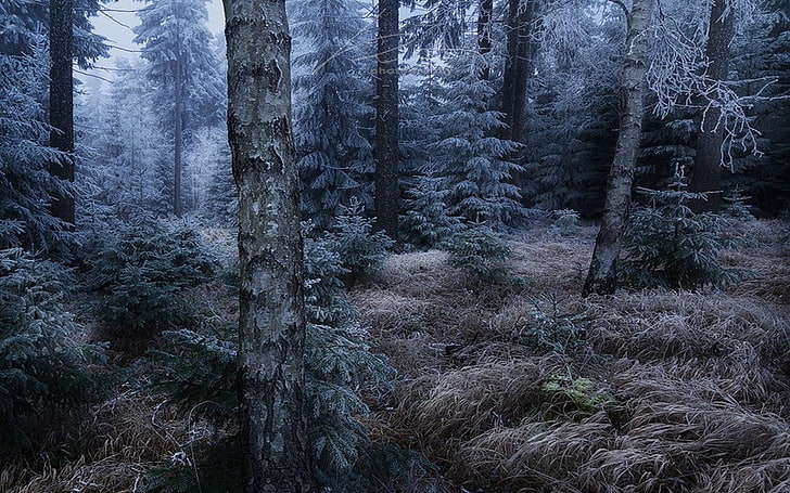 nature, landscape, forest, frost, Germany, dark, grass, trees, HD wallpaper