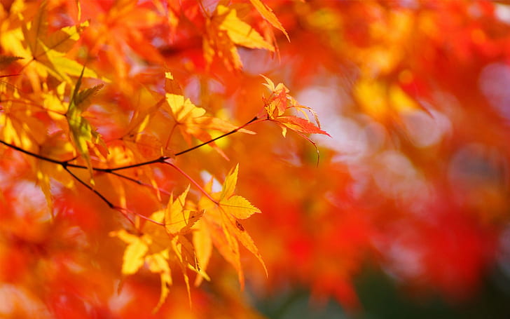 Autumn, maple tree, red leaves, blurred background, HD wallpaper