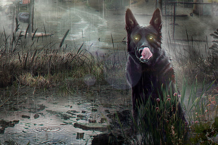 Dog, The game, Rain, Stalker, Pripyat, Art, Chernobyl, by Arina Zhanzhora, HD wallpaper