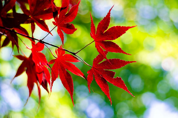 maple leaves, HD wallpaper