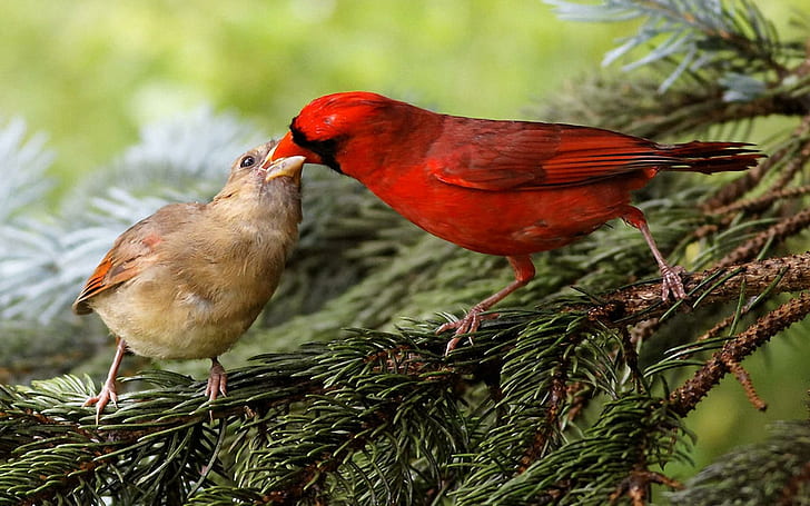 Northern Cardinals, young bird, tree, feeding, animals, HD wallpaper