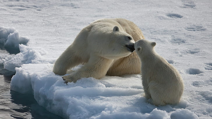Cute, Polar Bear, Baby Polar Bear, Caring, Snow, Arctic, polar bear and polar bear cub, HD wallpaper