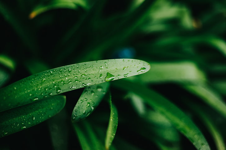 green linear leafed plant, plants, nature, depth of field, water drops