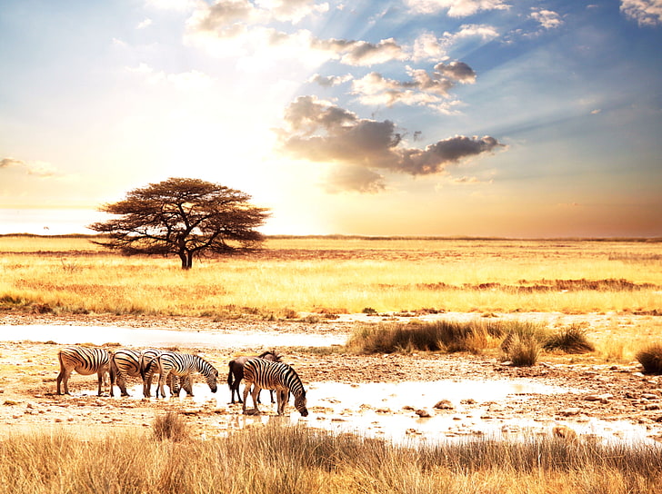 herd of zebras, animals, the sun, landscape, Savannah, Africa, HD wallpaper