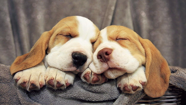 dog, puppies, beagle, puppy, sleep, cute, dog breed