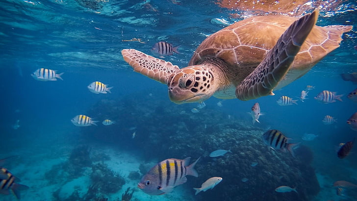 water, sea turtle, marine biology, underwater, loggerhead, coral reef, HD wallpaper