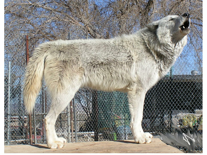 White Wolf In A Zoo, mythical, spirit, pack, wild animal black