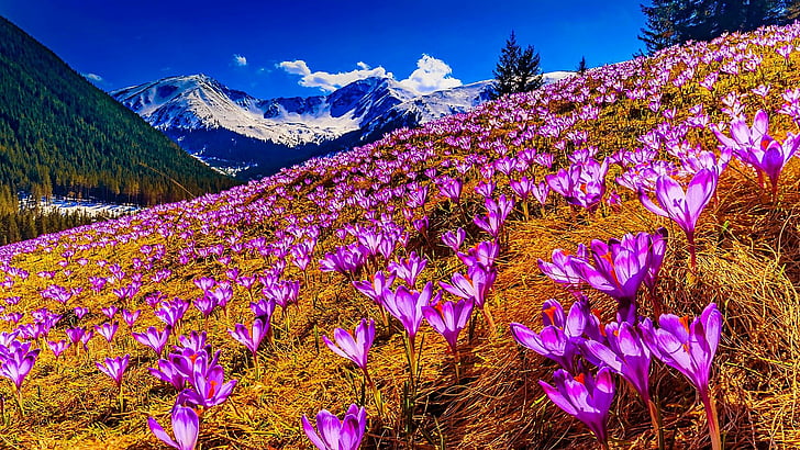 mountain, flowers, snow, crocus, field, crocuses, crocus field, HD wallpaper