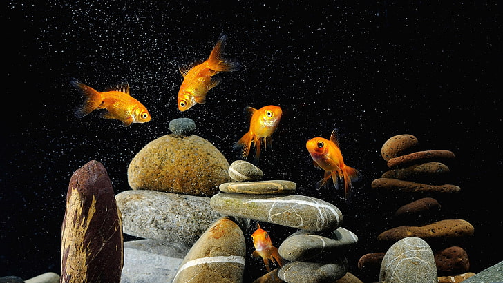 goldfish, rock balancing, stone balancing, underwater, fishes, HD wallpaper