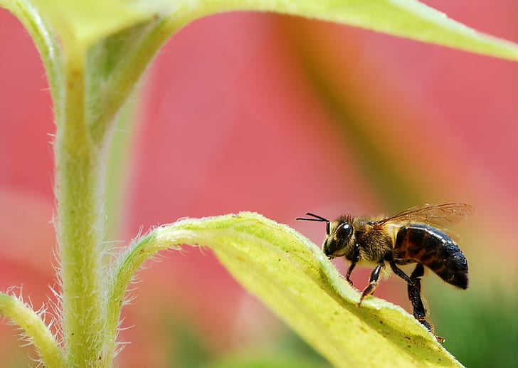 shallow focus photography of honey bee on leaf during daytime, HD wallpaper