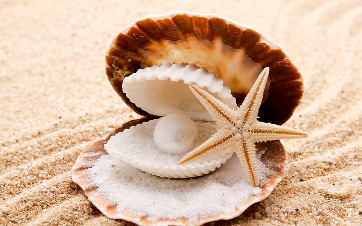 beaches, clam, pearl, sand, seashells, starfish, HD wallpaper