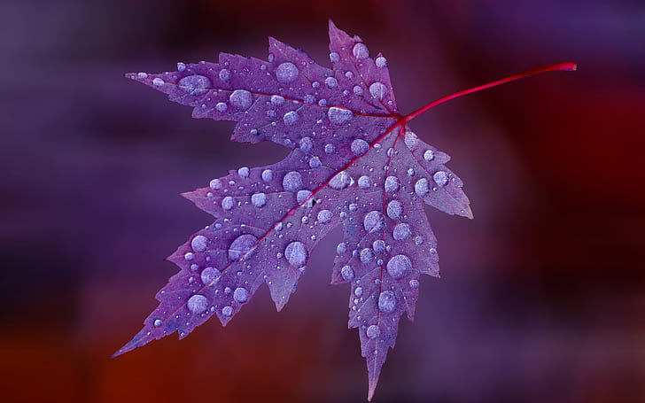 Water Drops on Purple Leaf, HD wallpaper