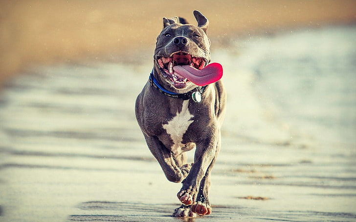 adult gray and white American bully, pit bull, dog, nature, running, HD wallpaper