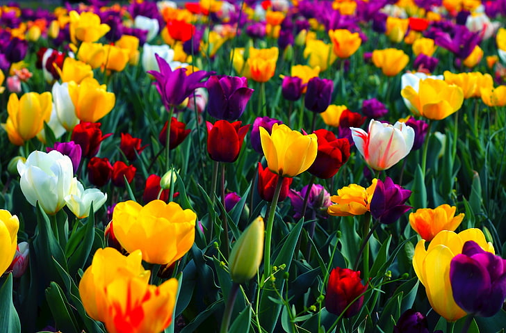 Colorful Flowers HD Wallpaper, assorted-color tulip field, Seasons