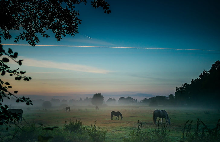 white horse, photography, nature, landscape, sunrise, field, mist, HD wallpaper