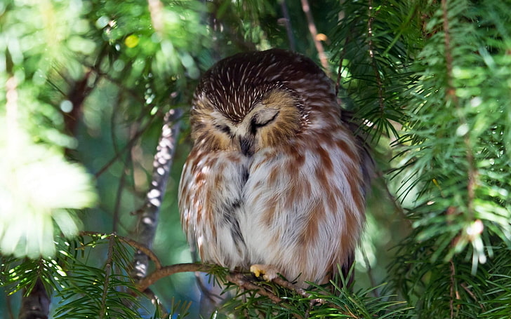 brown owl, nature, sleeping, bokeh, birds, pine trees, animal, HD wallpaper