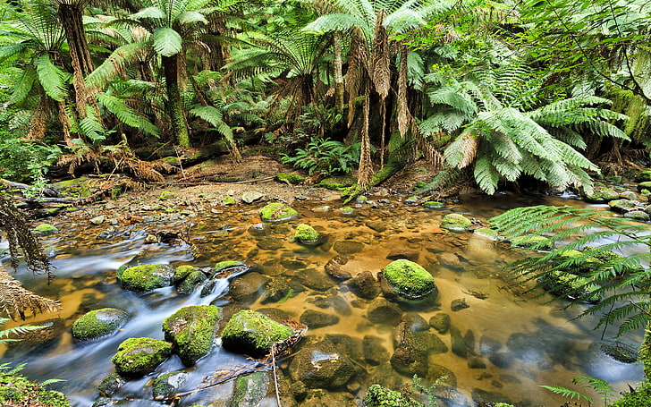 Rainforest Creek Australia Tasmania Stream Clean Water Stones Green Moss Dense Forest With Fern Trees Landscape Nature Wallpaper Hd 3840×2400, HD wallpaper