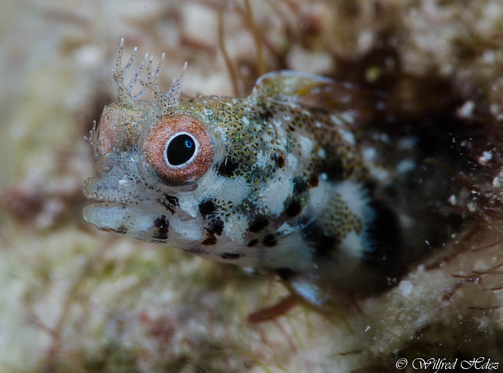 Key Largo Fish Underwater, Animals, Sea, Photography, Macro, Reef