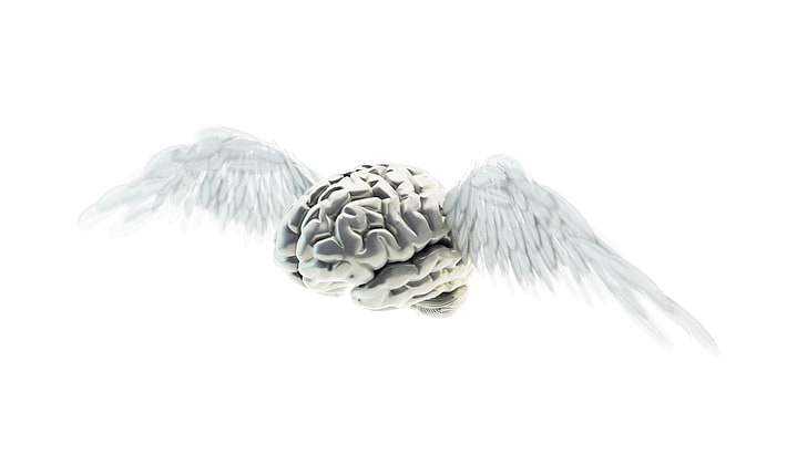 brain, wings, flying, white background, copy space, no people, HD wallpaper