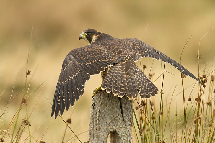 Peregrine falcon, brown falcon, peregride, Bird, Nature, best, HD wallpaper