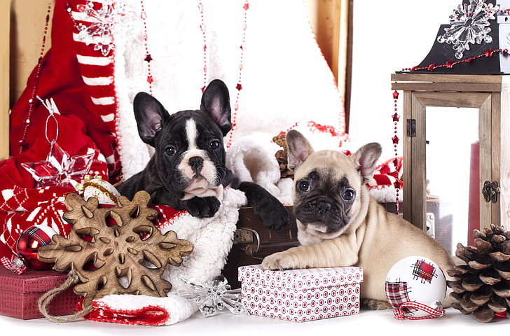 two tan and black French bulldog puppies, dogs, decoration, gifts, HD wallpaper