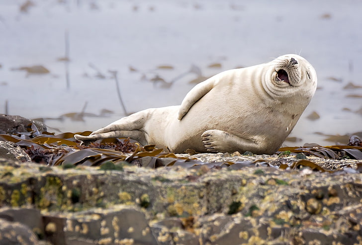 white sea lion, nature, animals, humor, winner, photography, contests, HD wallpaper
