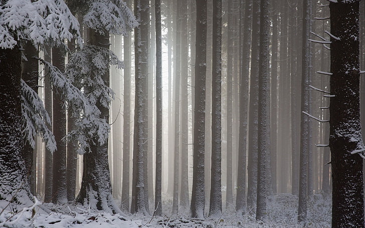 tree trunk, snow, forest, landscape, winter, cold temperature, HD wallpaper