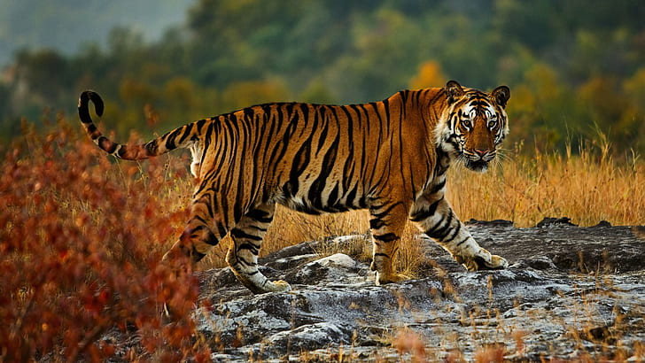 autumn, look, nature, tiger, pose, stones, background, walk, HD wallpaper