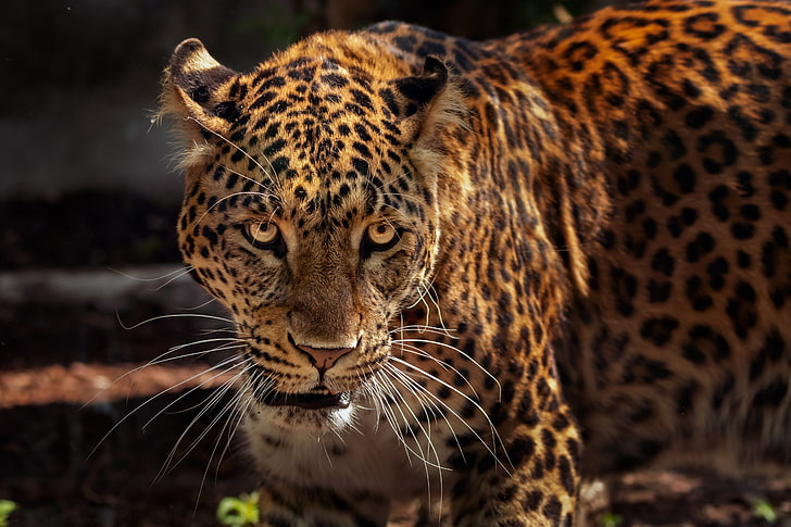 brown leopard, jaguar, predator, muzzle, wildlife, animal, undomesticated Cat, HD wallpaper