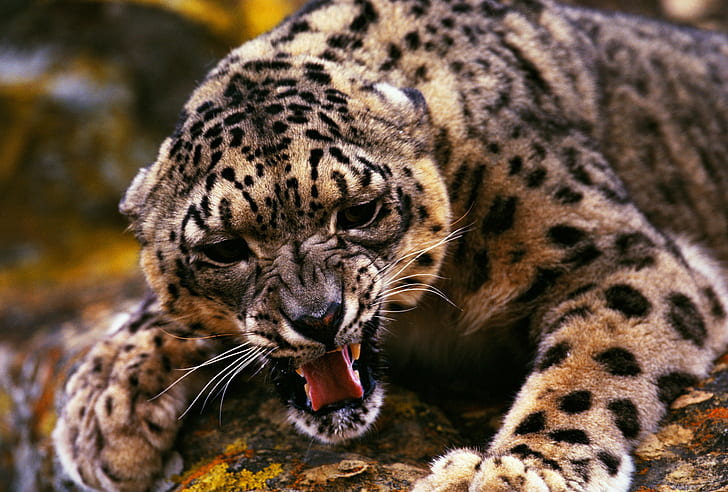 animals, leopard, big cats