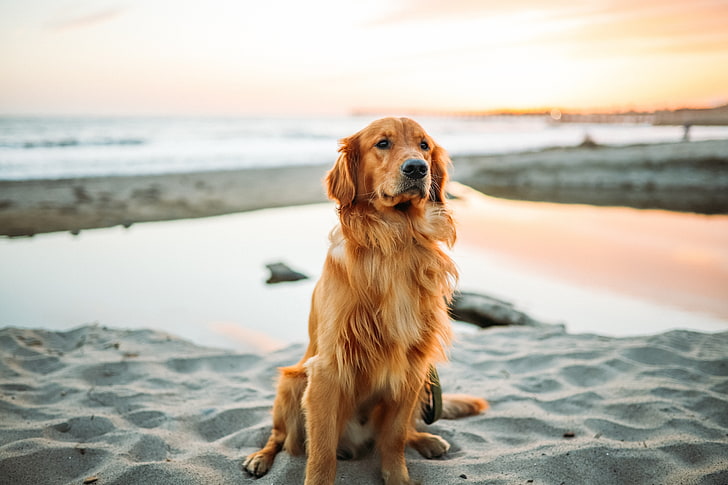 adult golden retriever, dog, sitting, sand, pets, outdoors, animal
