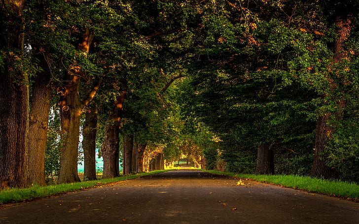 Road, nature, forest, park, trees, leaves