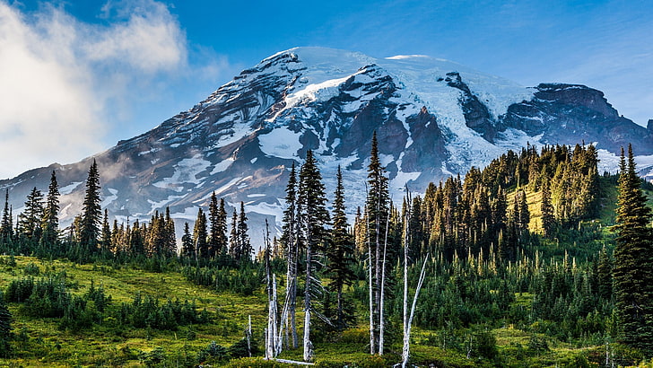 green pine trees, nature, landscape, Mount Rainier, Washington state, HD wallpaper