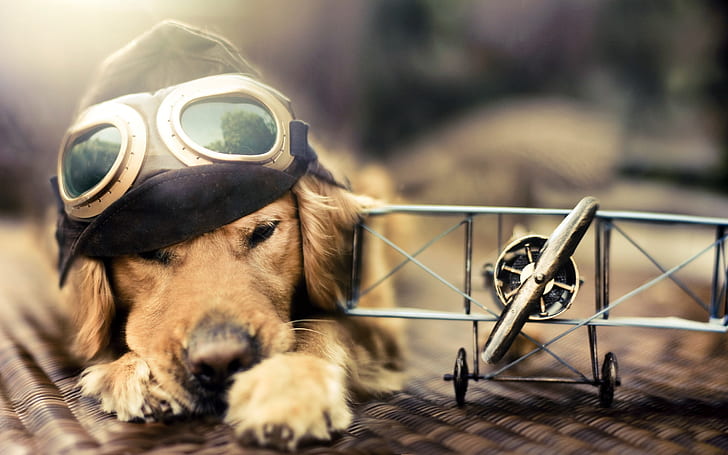 Pilot Dog, golden retriever puppy, funny, toys, airplane, mask, HD wallpaper